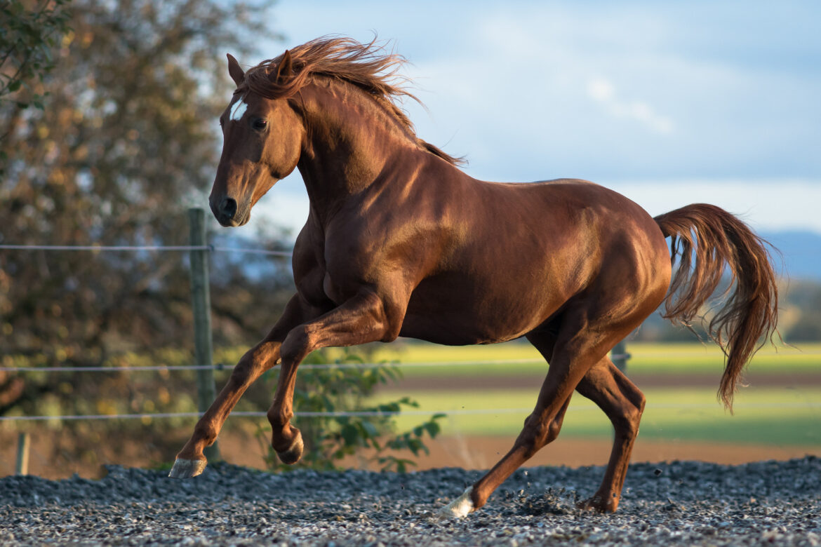 The Link Between Gut Health and Laminitis: Feed Additives and Supplements