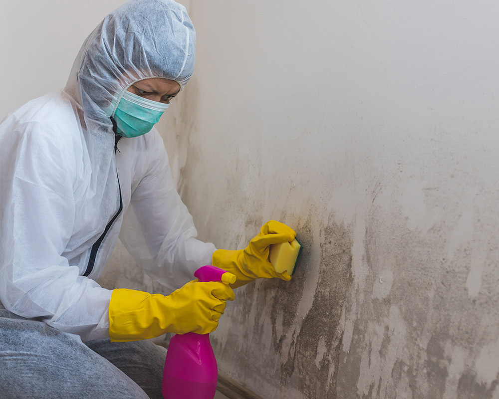 Mold Remediation Services in Tacoma